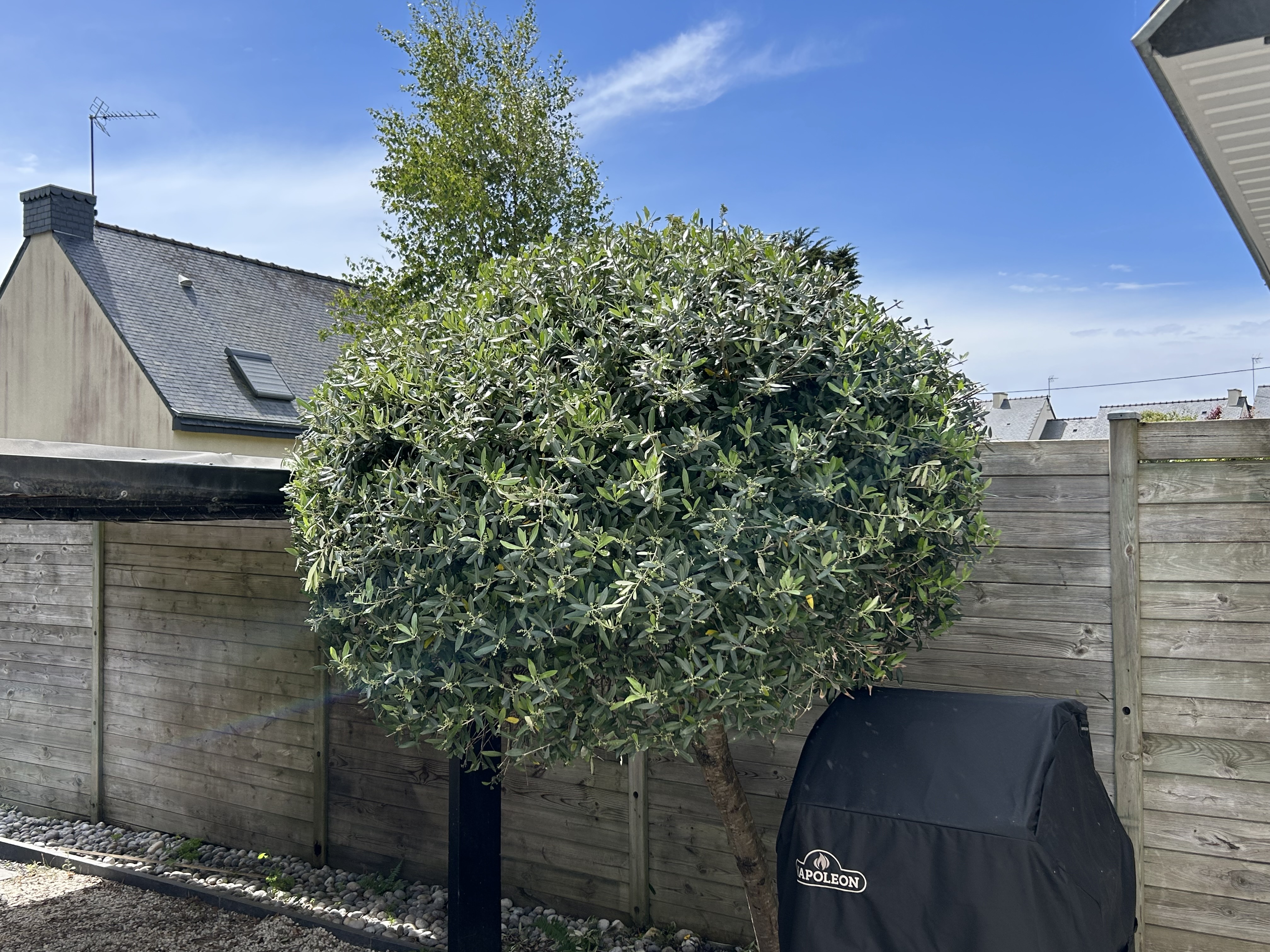 Arbuste taillé en boule sur terrasse avec galets