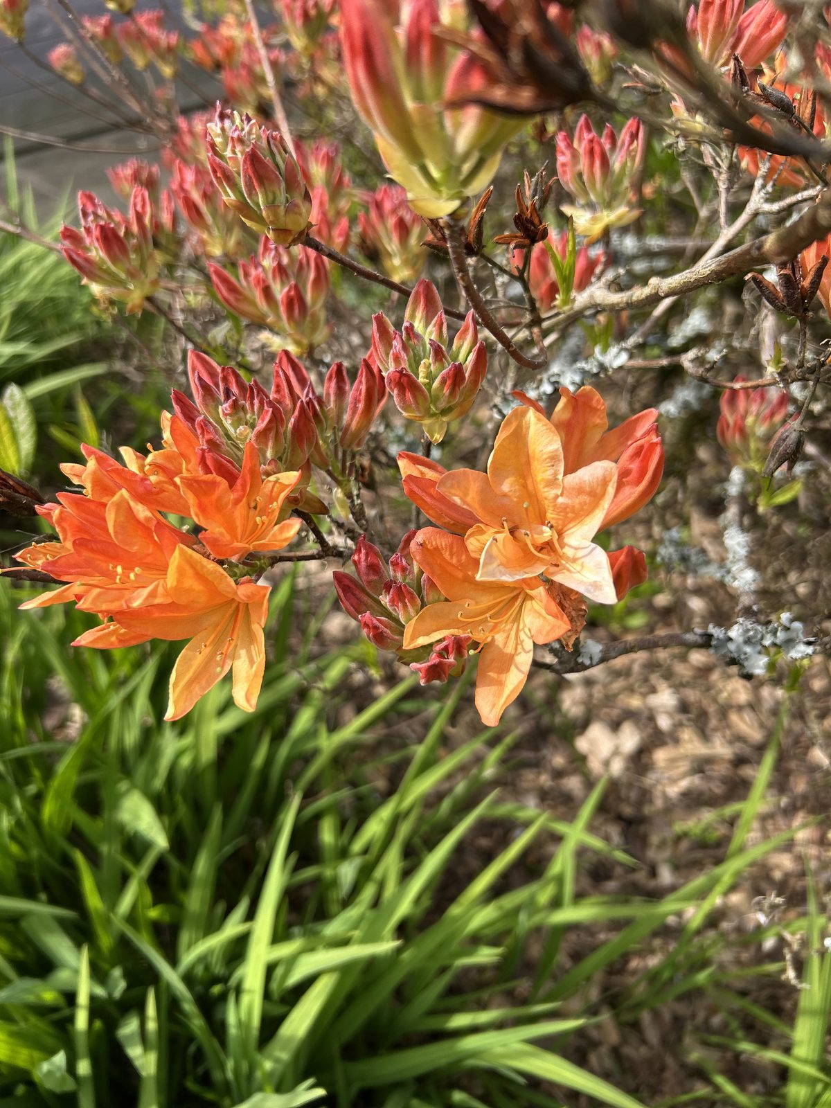 Détail d'azalée en fleur