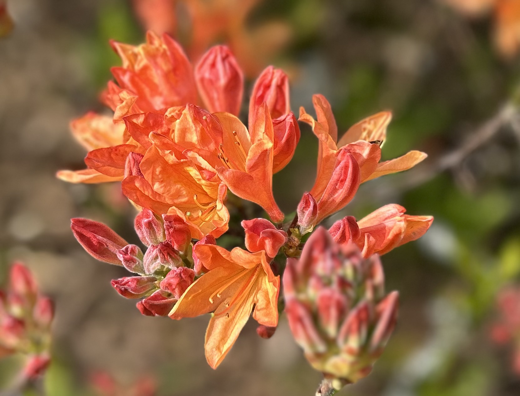 Gros plan azalée orange au printemps