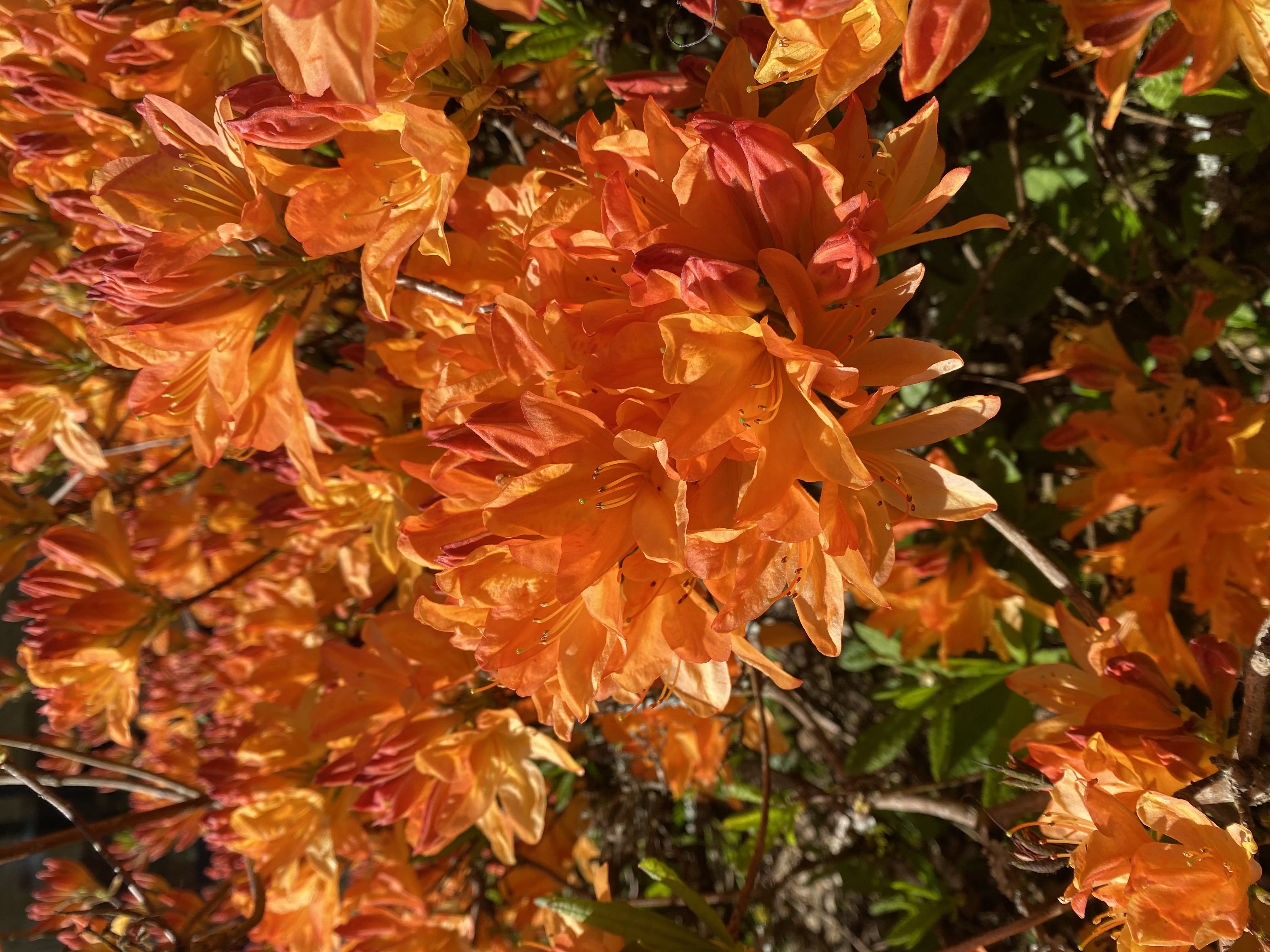 Azalée orange en pleine floraison