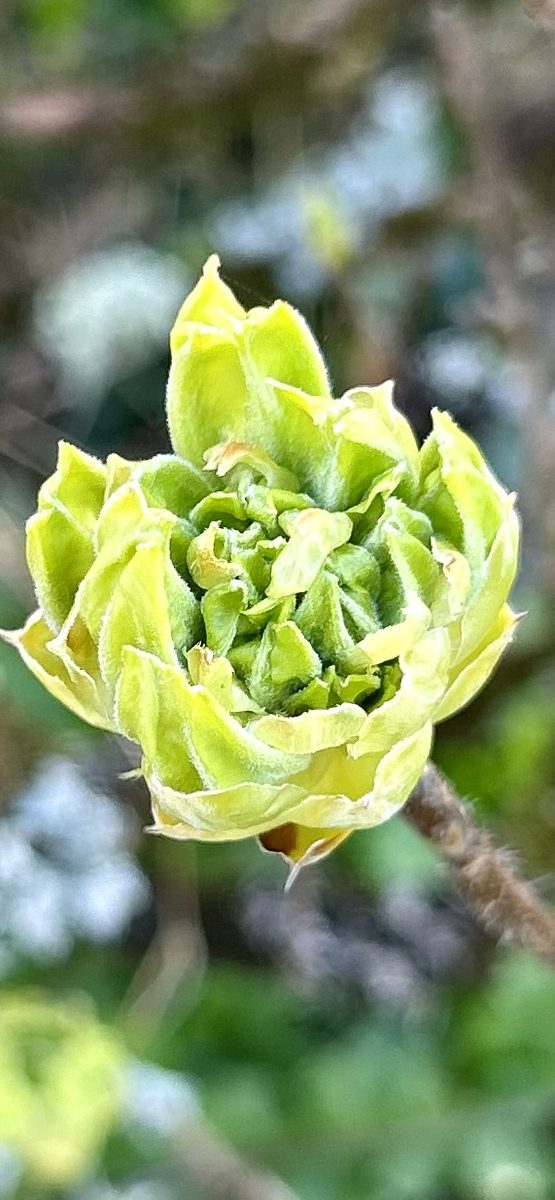 Bourgeon d'azalée — détail macro