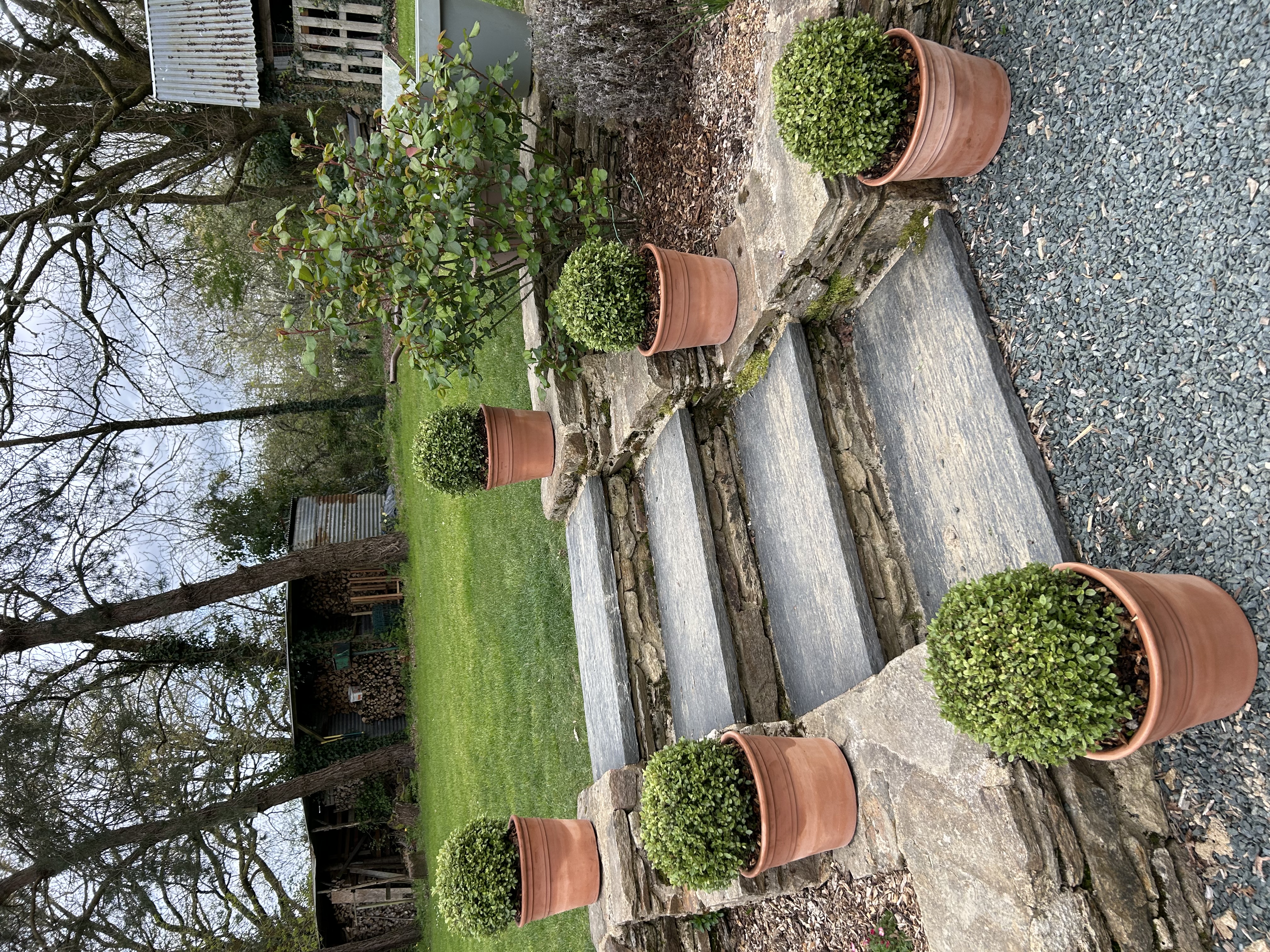 Buis taillés en boule dans pots en terre cuite sur terrasse
