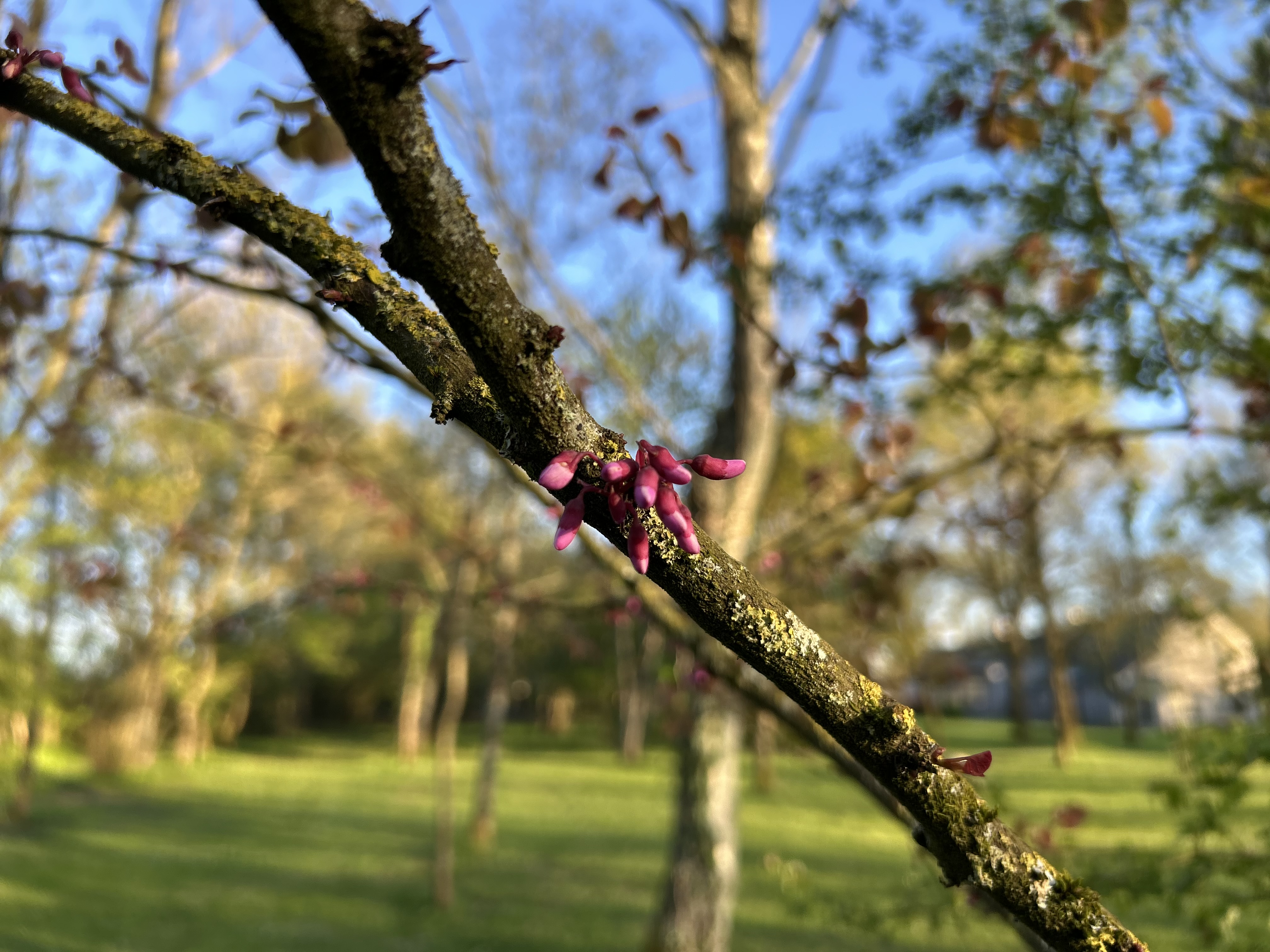 Bourgeons de Cercis siliquastrum (Gainier de Judée) au printemps