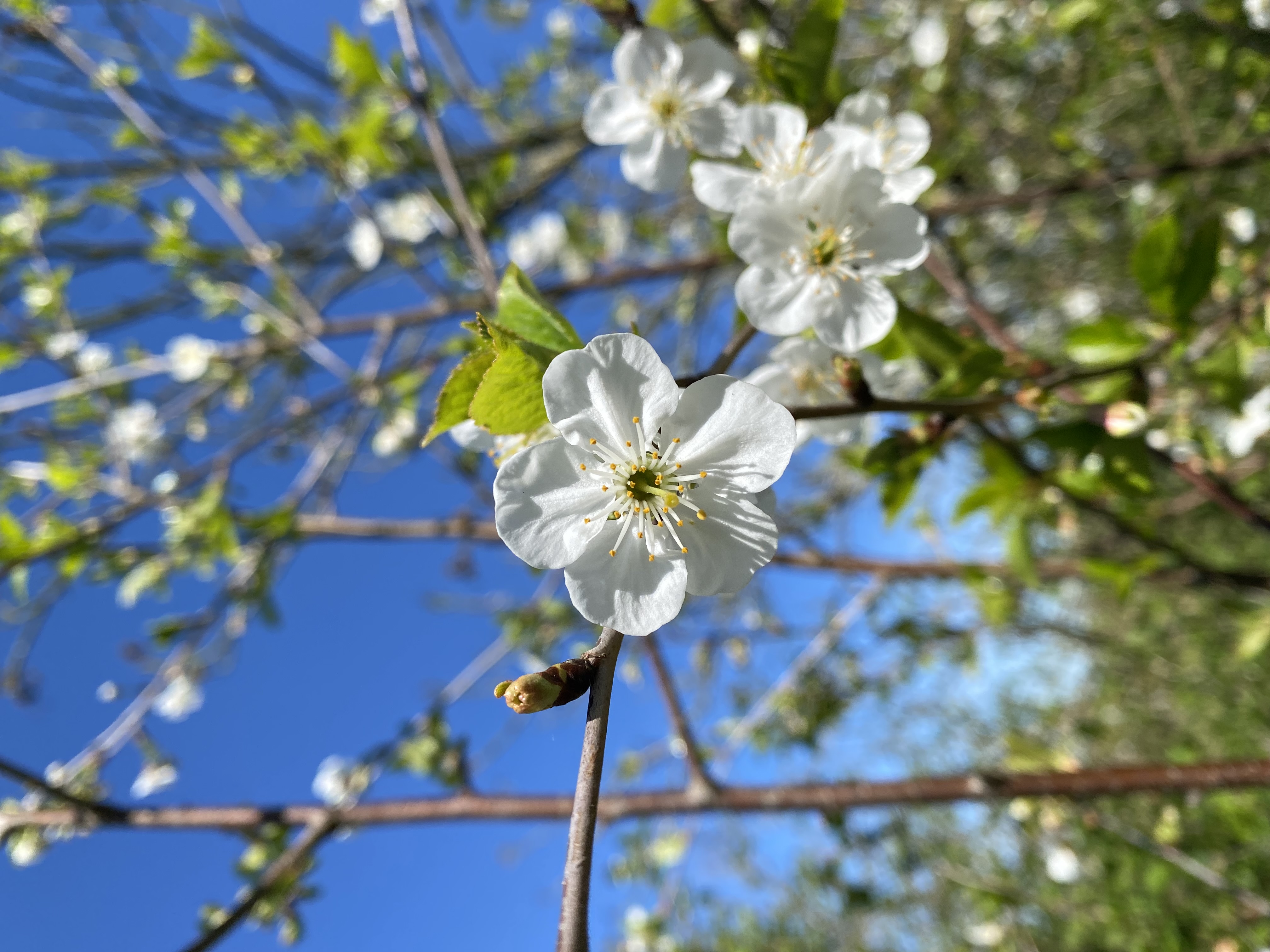 Cerisier en fleurs blanches sur ciel bleu