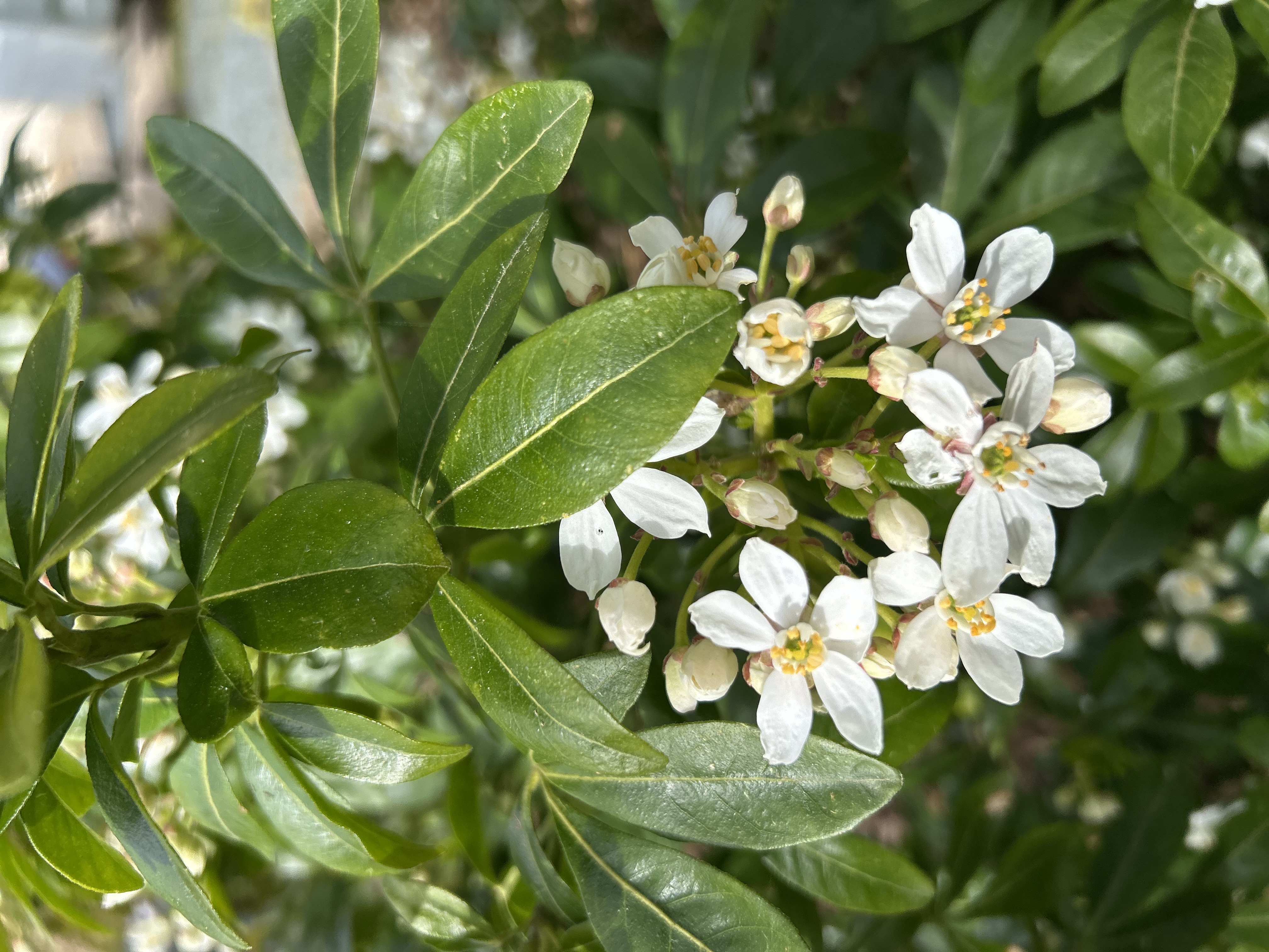 Choisya ternata en pleine floraison blanche