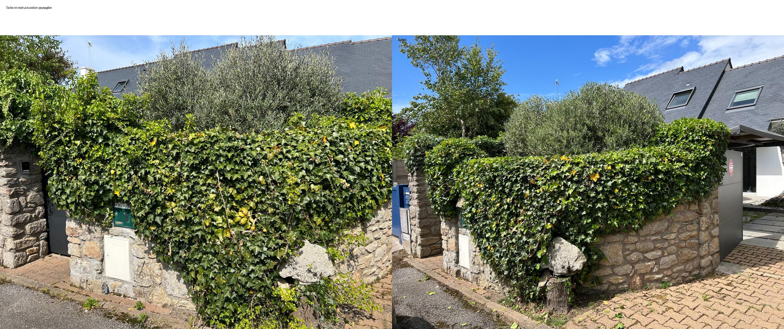 Taille de lierre sur mur en pierre — avant / après