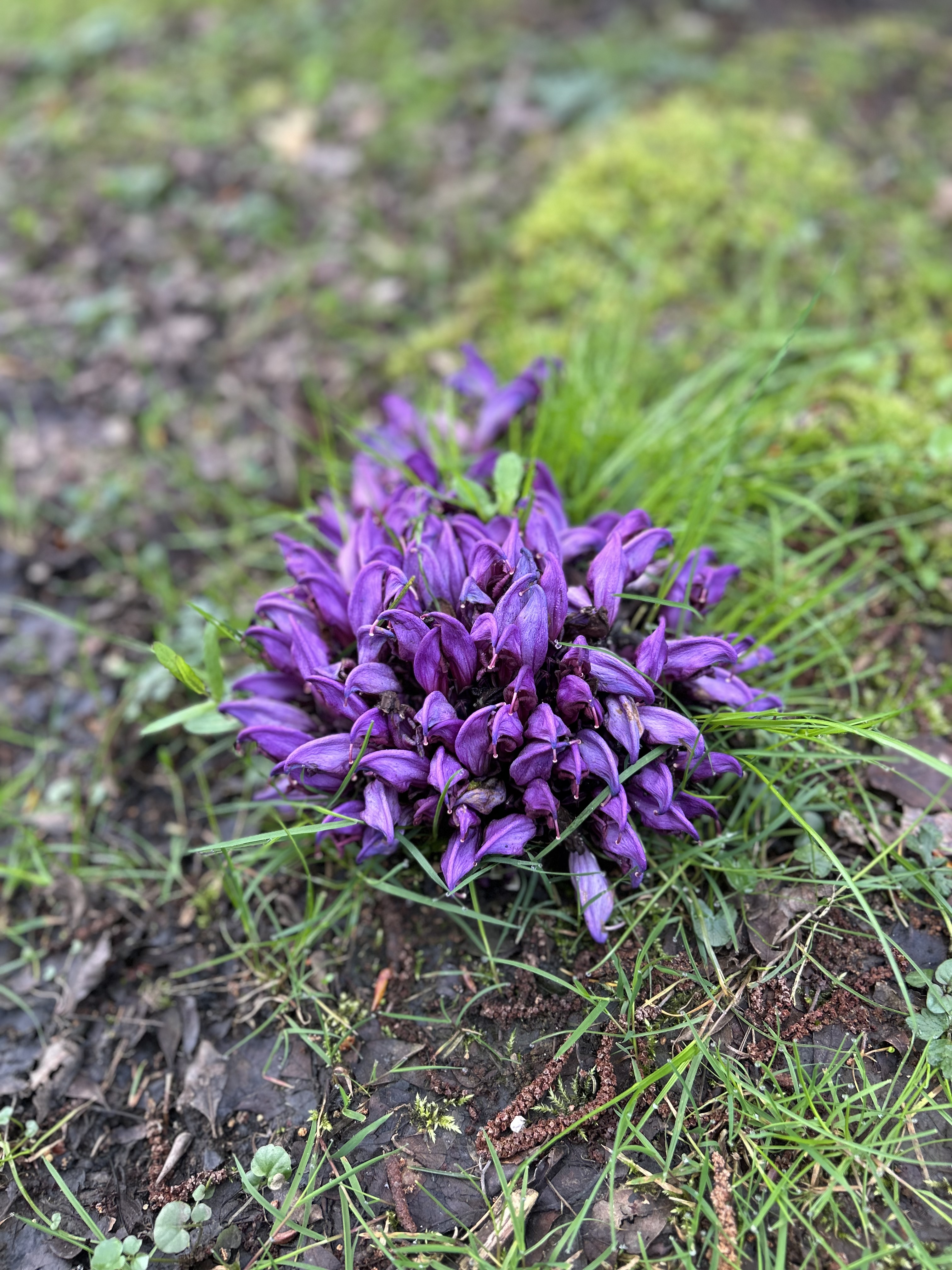 Petites fleurs violettes au sol au printemps