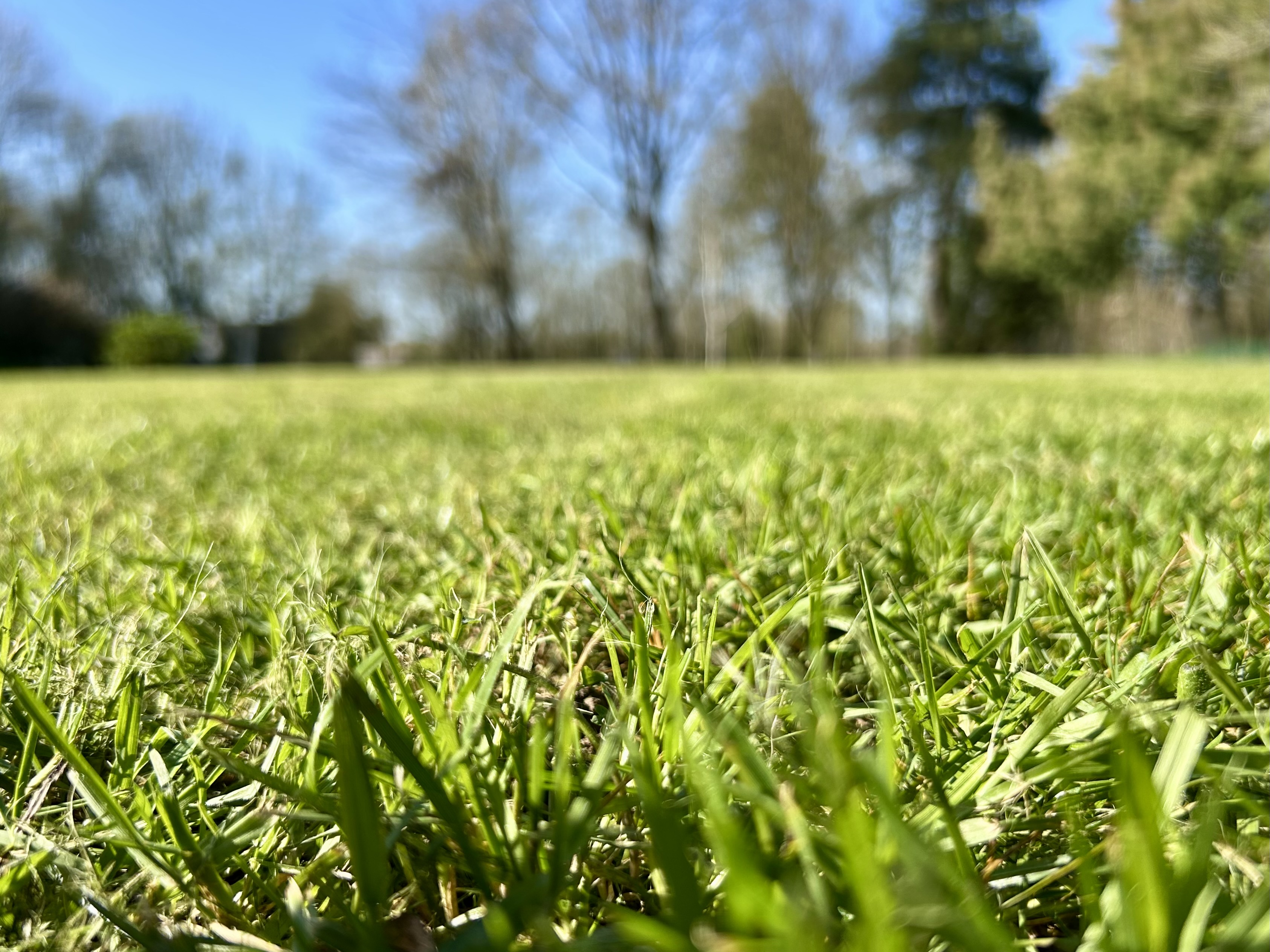 Vue rase du sol gazon vert ciel bleu