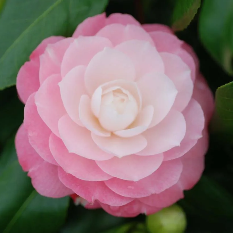 Camellia japonica Sweet Olive en floraison