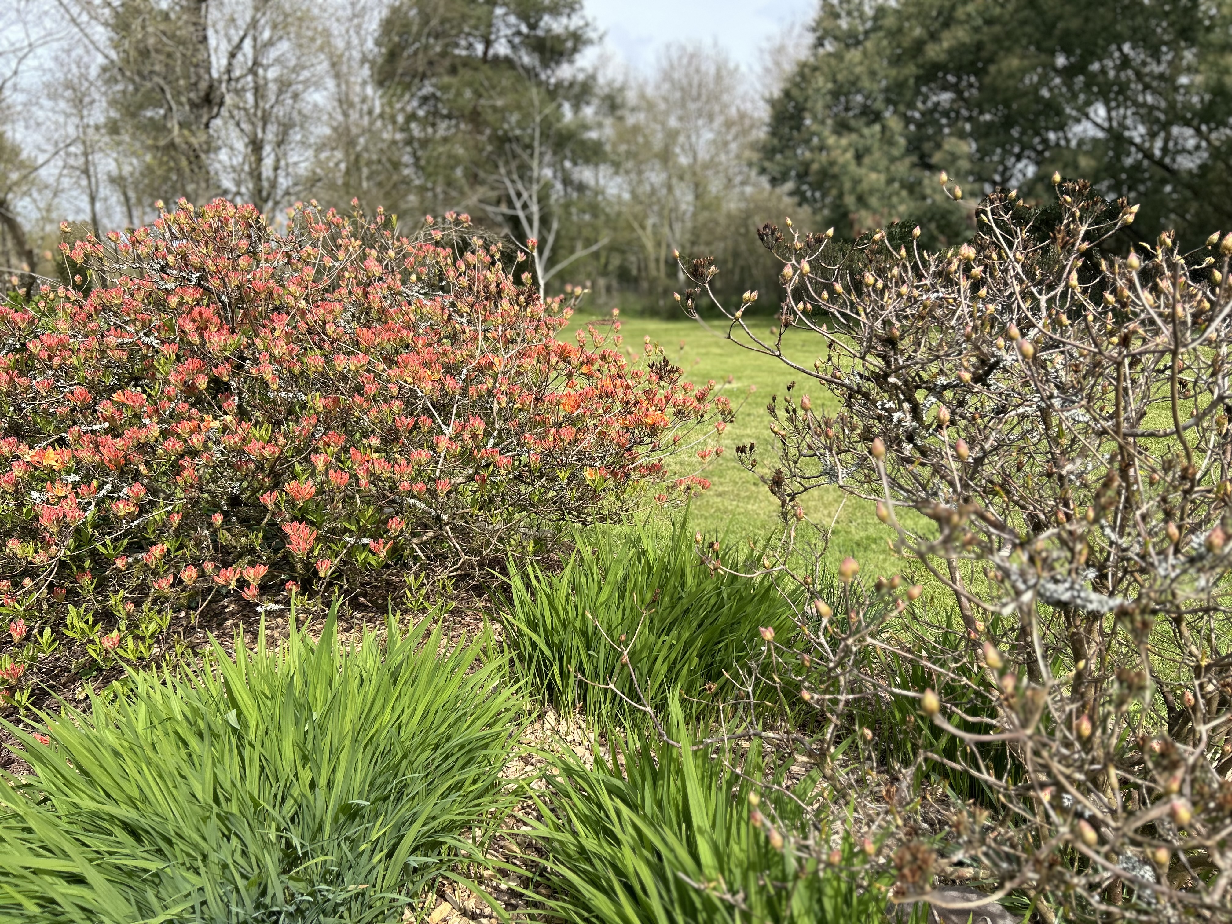 Vue d'ensemble jardin avec azalée orange en floraison
