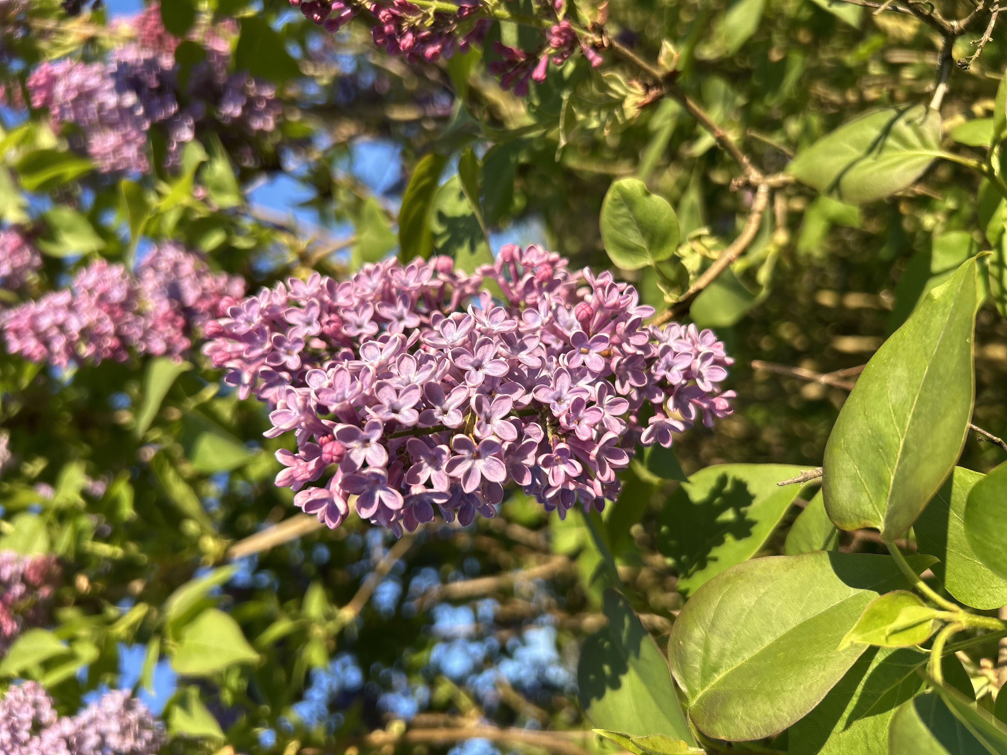 Lilas en fleurs au printemps