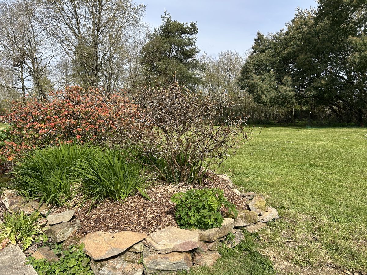 Massif fleuri azalées et bordure pierre — Verdis Paysages