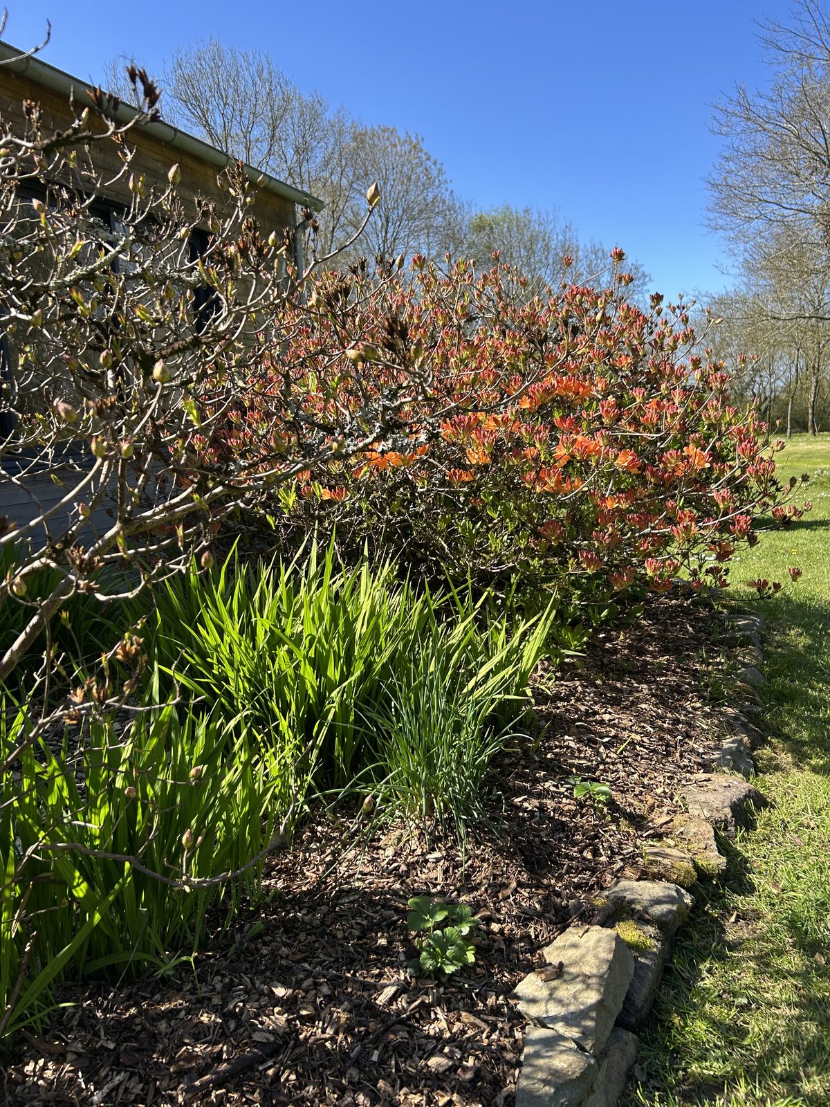 Massif nettoyé avec bordures soignées