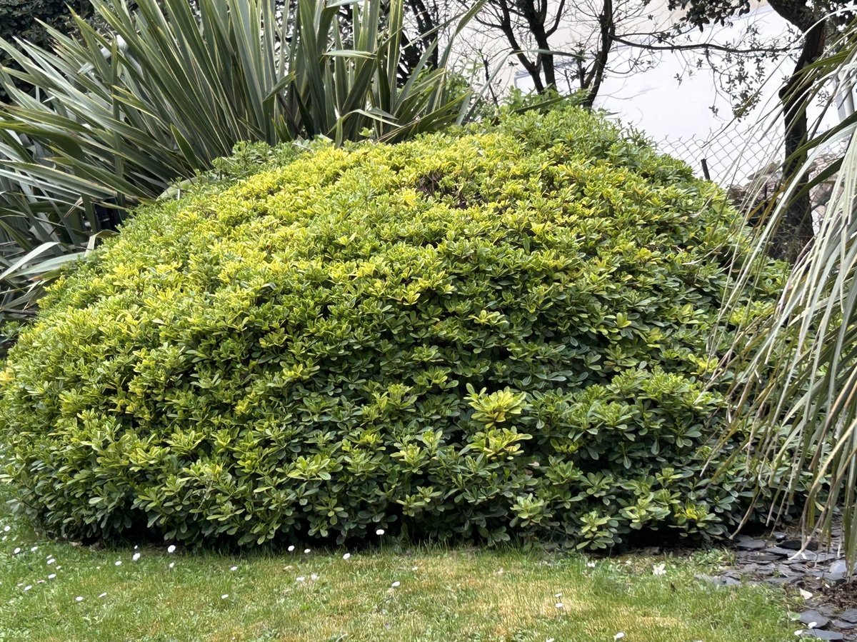 Choisya taillé en boule — Verdis Paysages