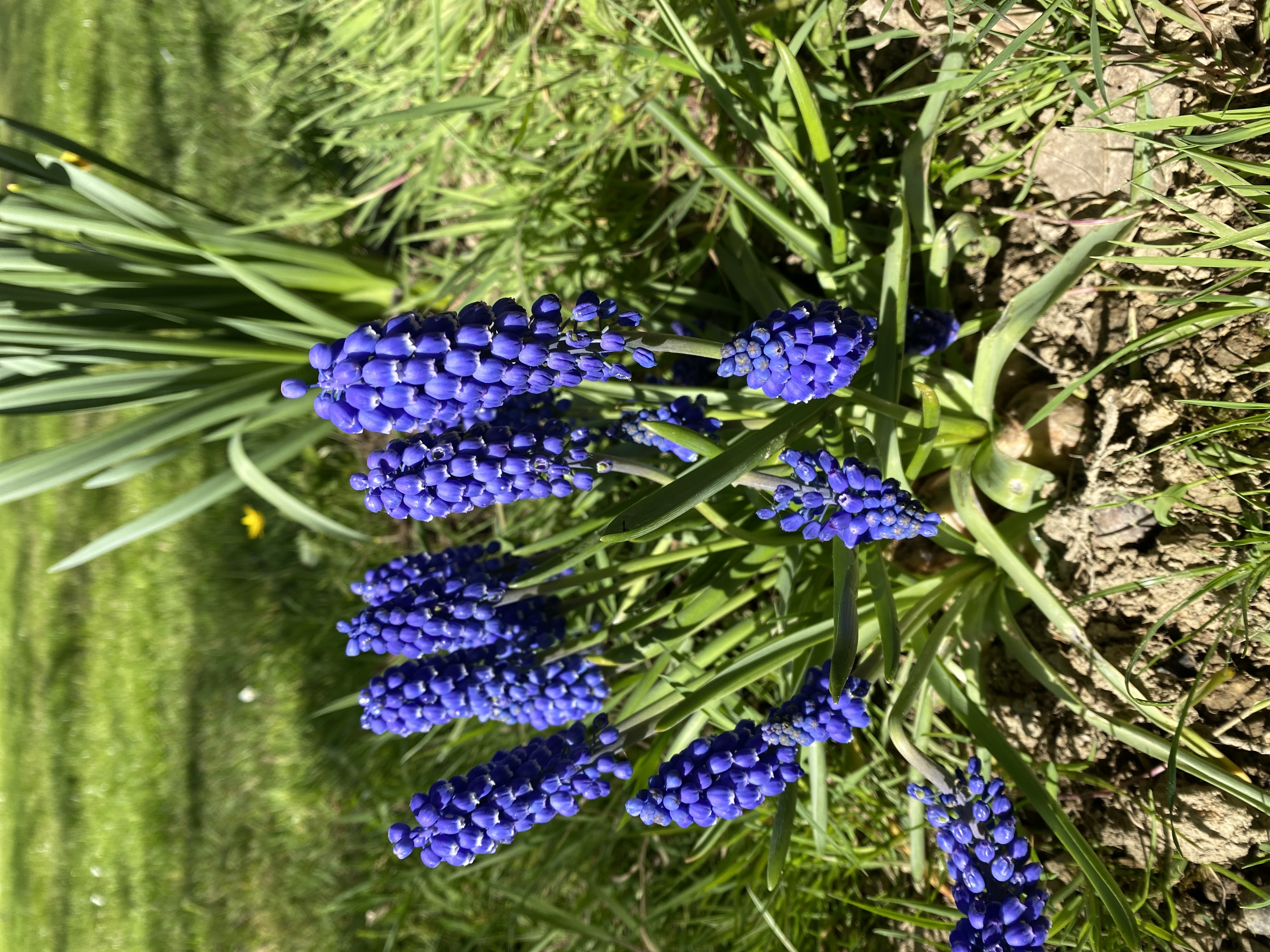 Muscari bleus en massif printanier