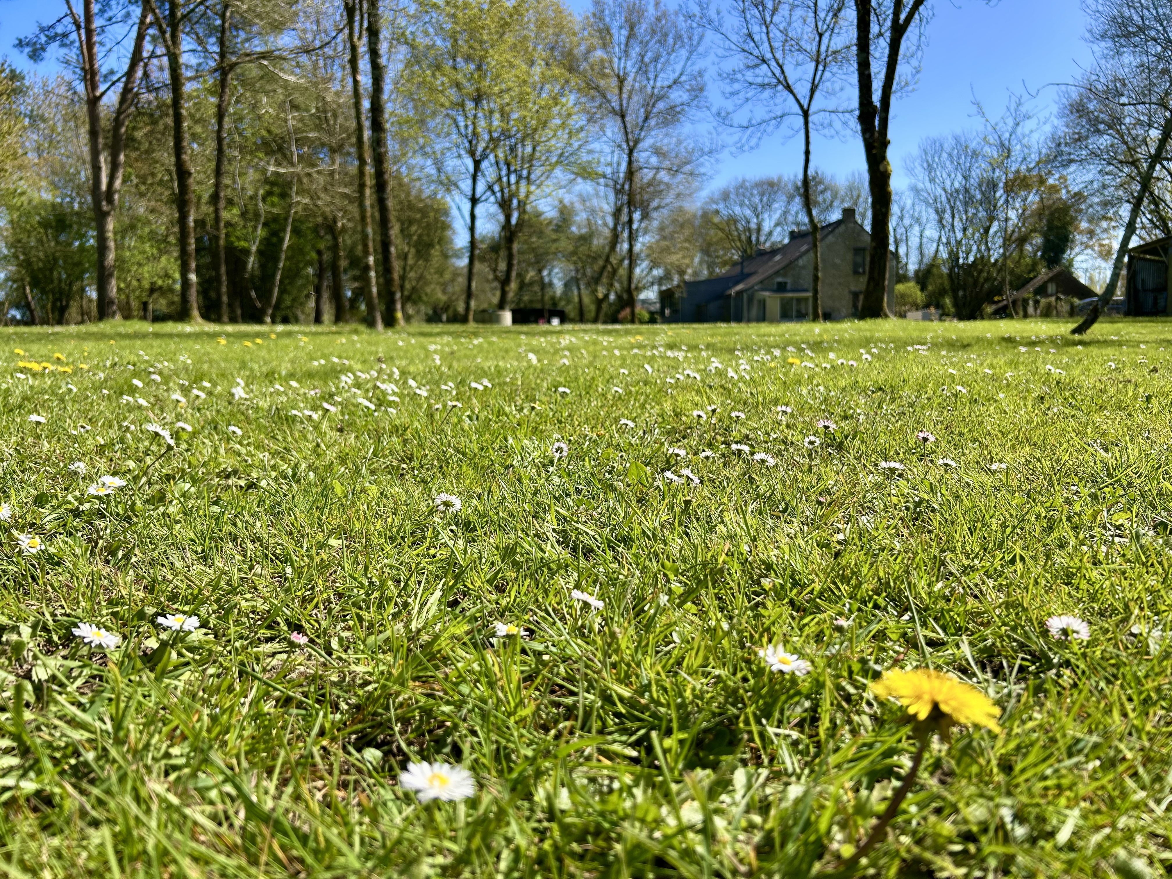 Pelouse avec marguerites et pâquerettes au printemps