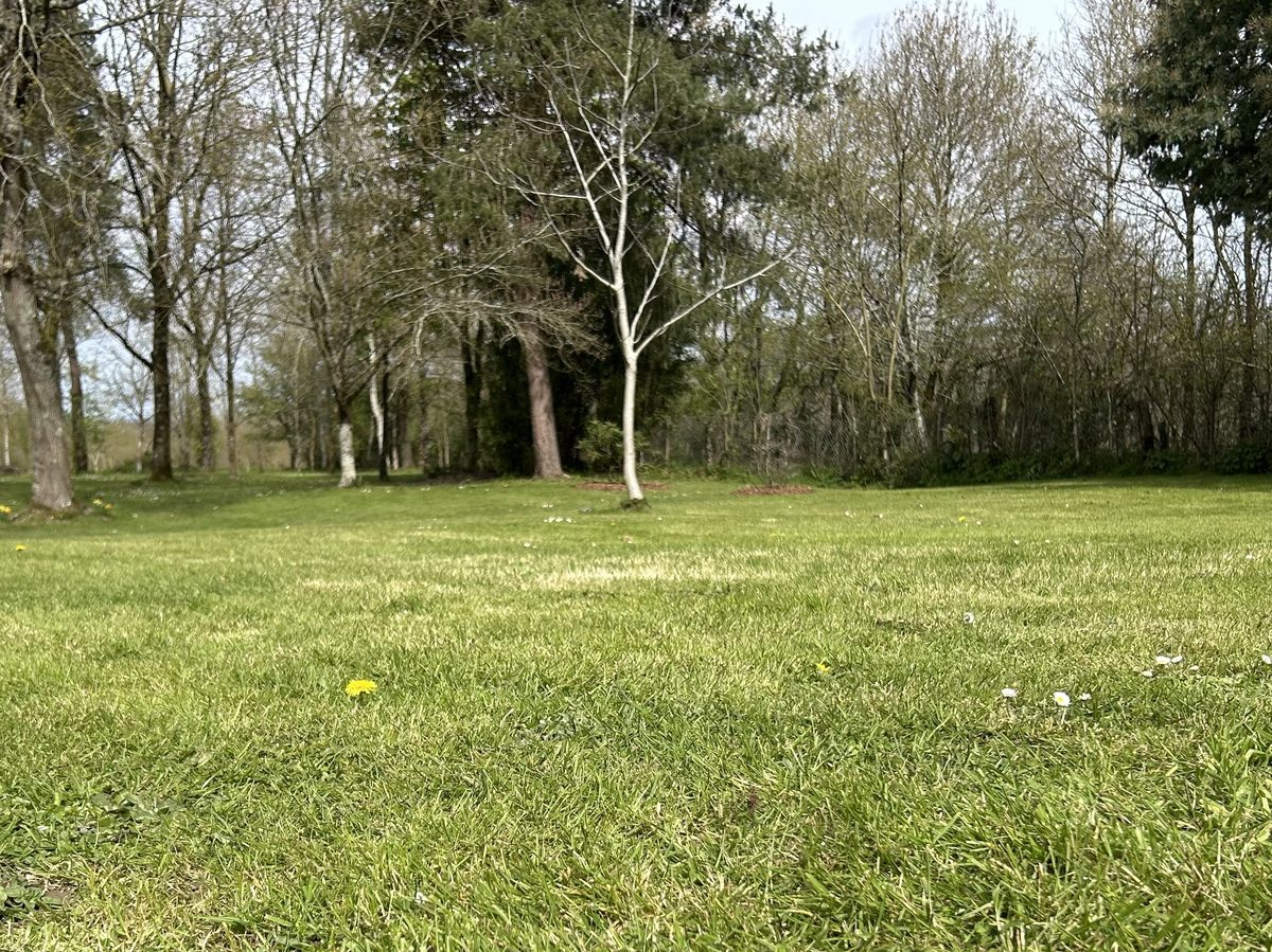 Grande pelouse tondue avec bouleaux en arrière-plan