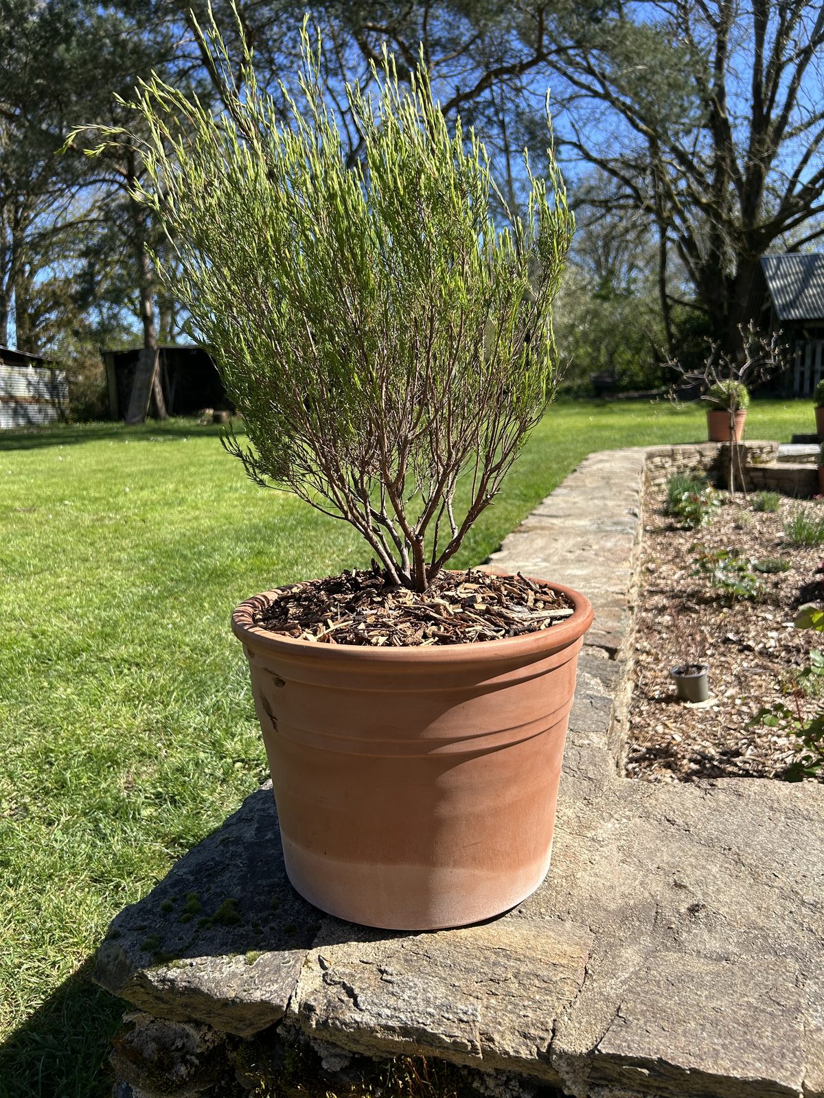 Pot en terre cuite avec saule sur pelouse entretenue