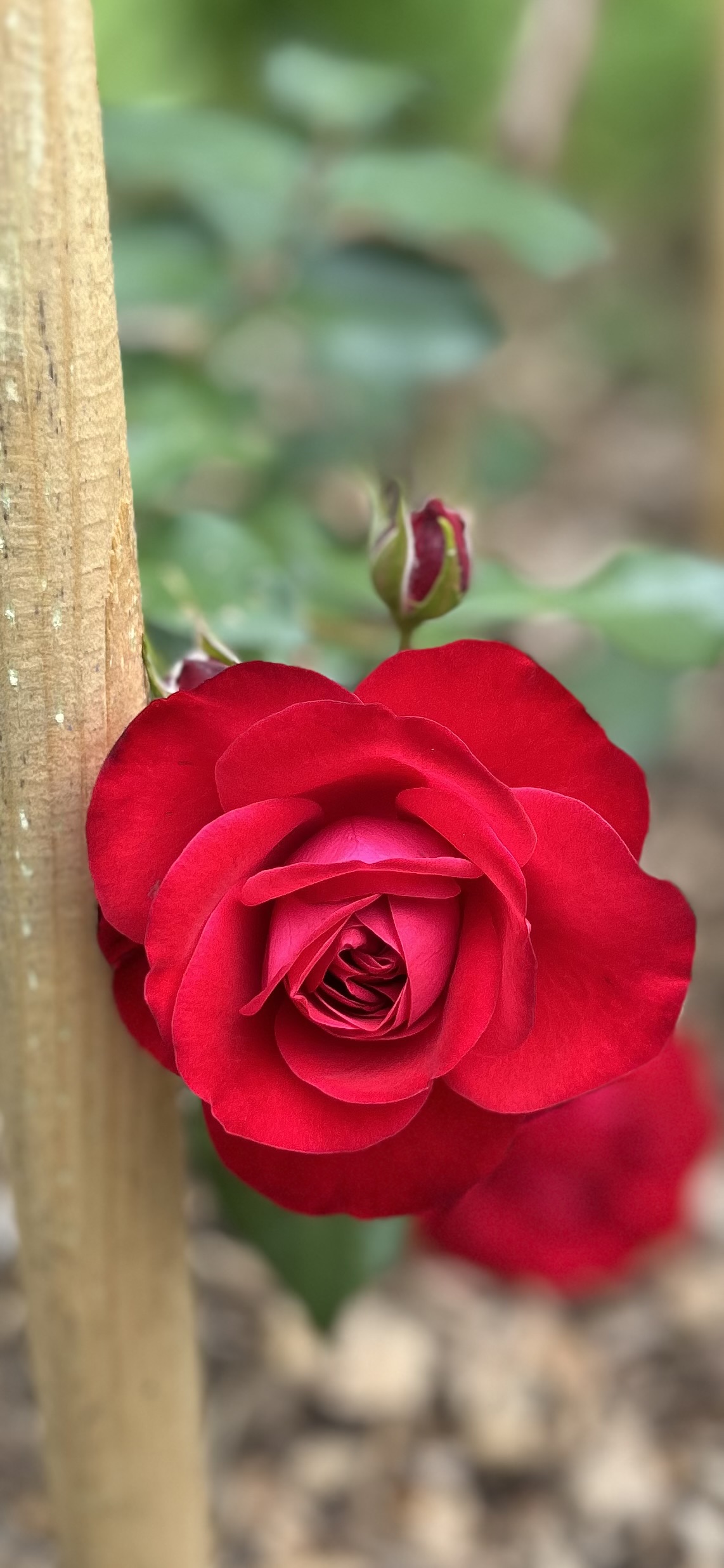 Rose rouge en fleur — taille des rosiers