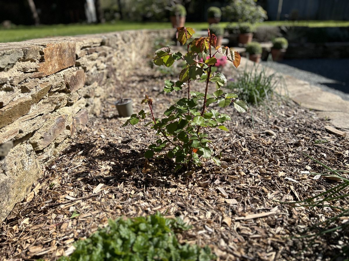 Rosier avec paillage organique dans un massif aménagé