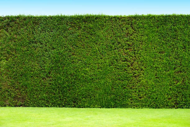 Taille de haie rectiligne