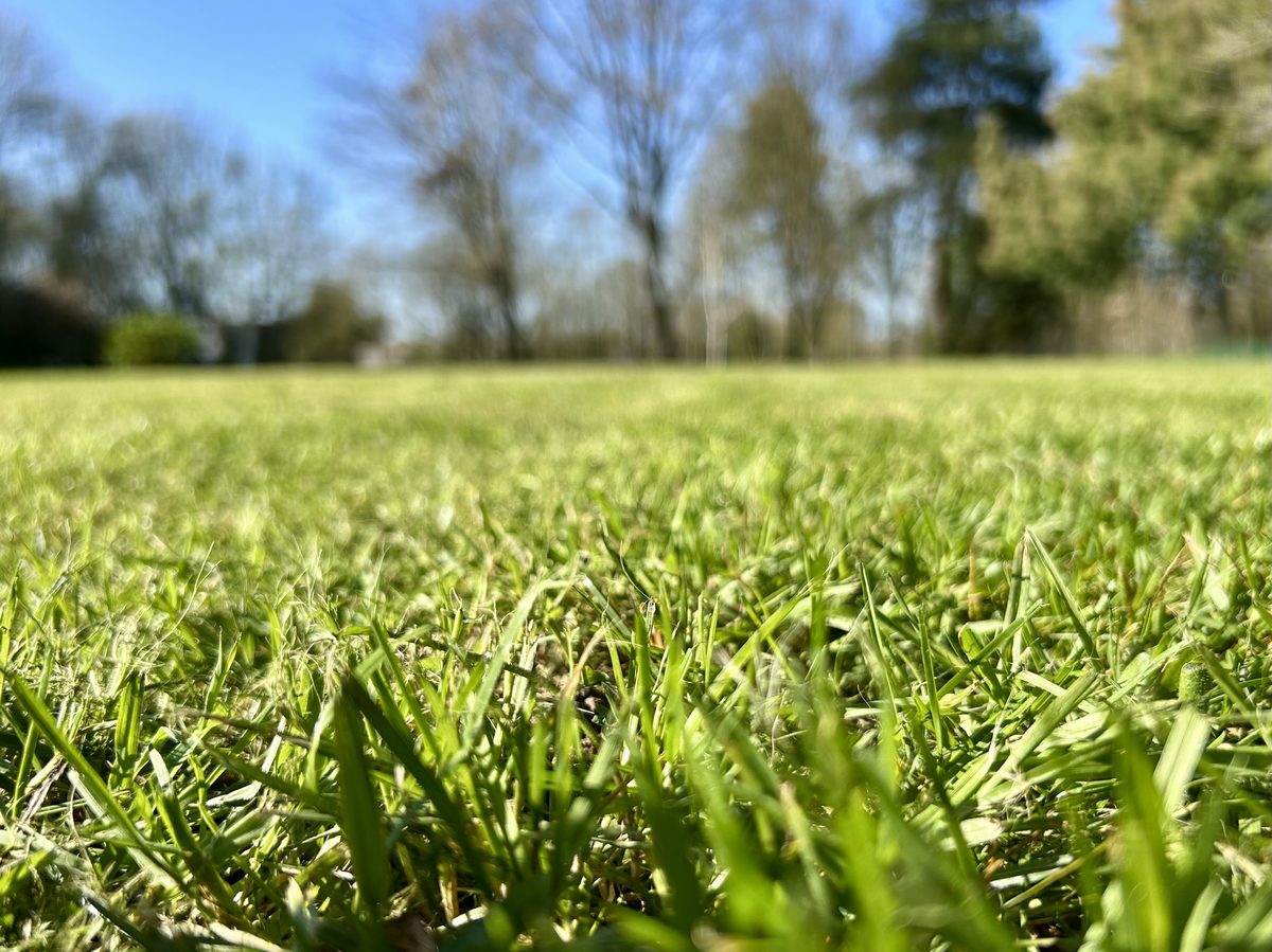 Gazon ras vu du sol — coupe nette