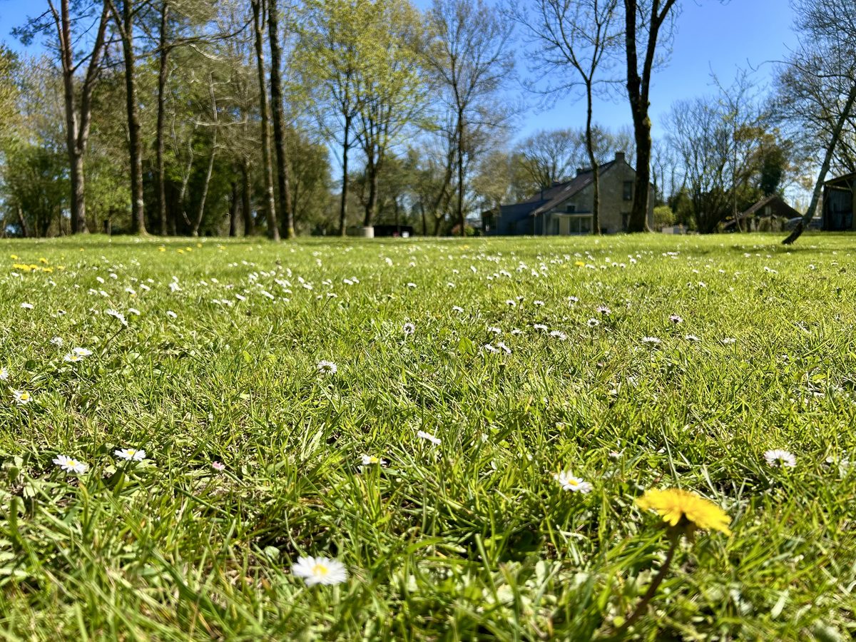 Pelouse printanière avec pâquerettes
