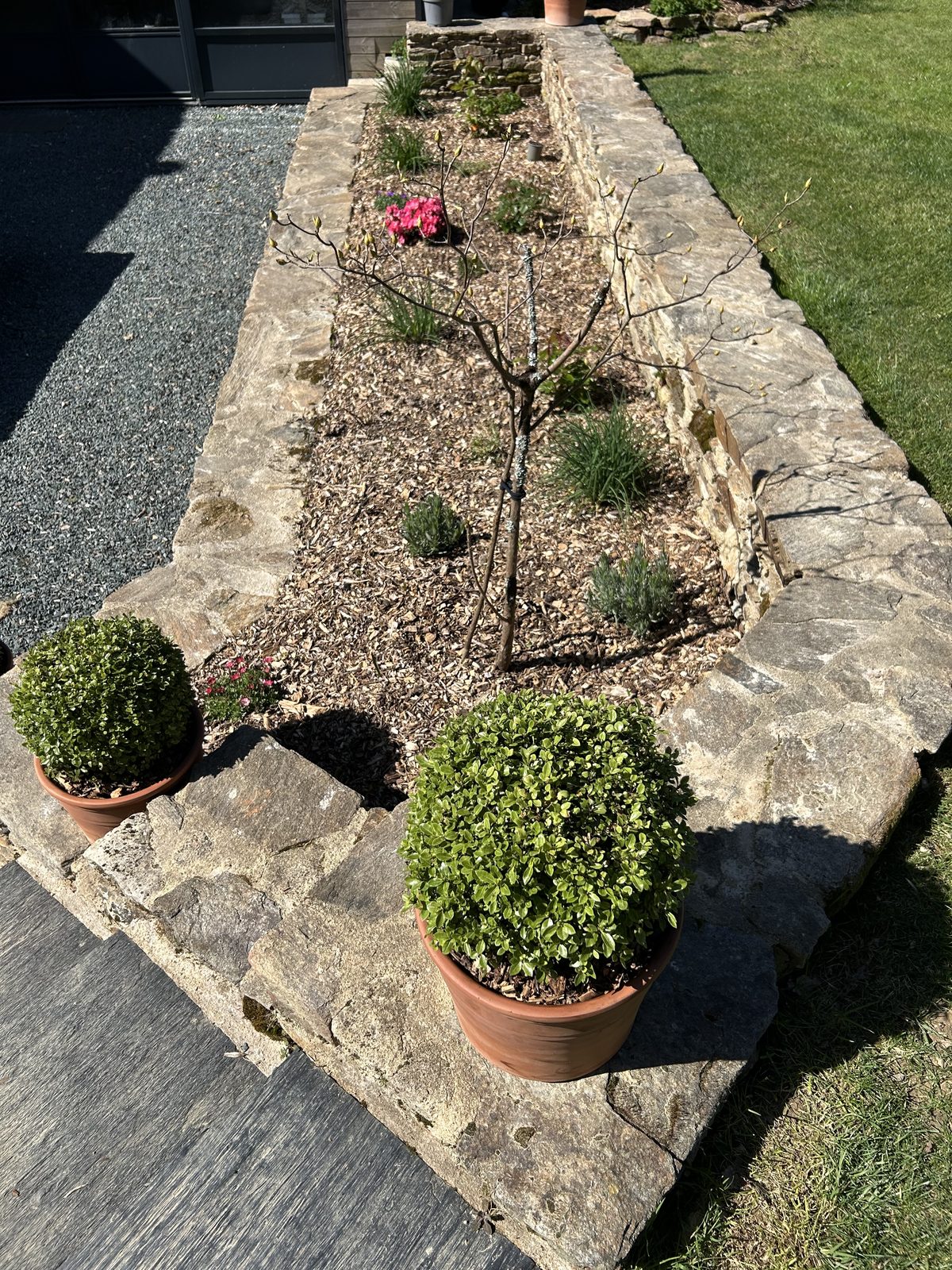 Vue plongeante sur buis en pot et massif